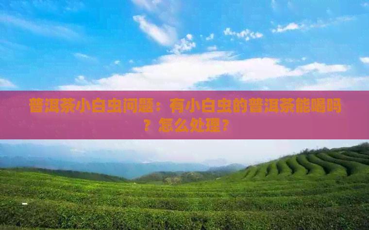 飞蛾数据集4