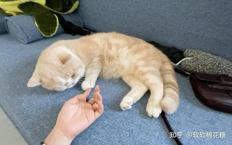 基于SIFT特征和SVM的图像分类数据集