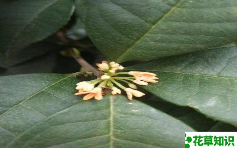 飞蛾数据集19