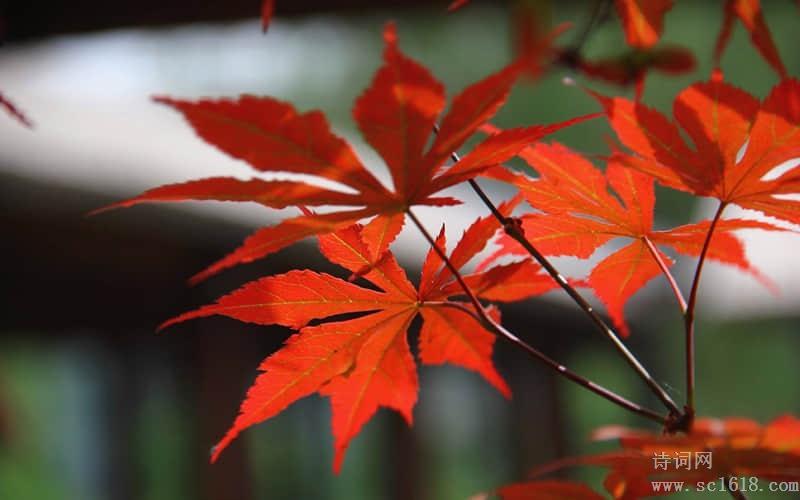 MDleaf含有五类叶片数据集