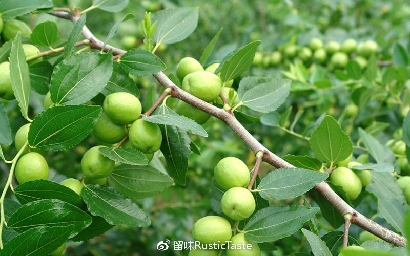 包含新旧的水果数据集