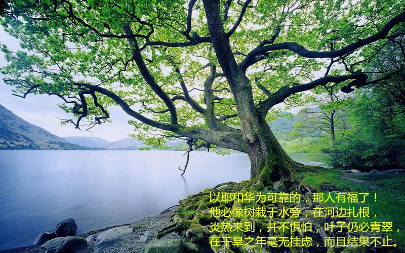 选择的事物是饭,叶子是悬铃木树叶数据集