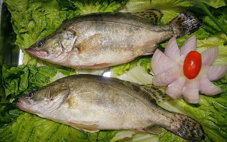 fish数据集3