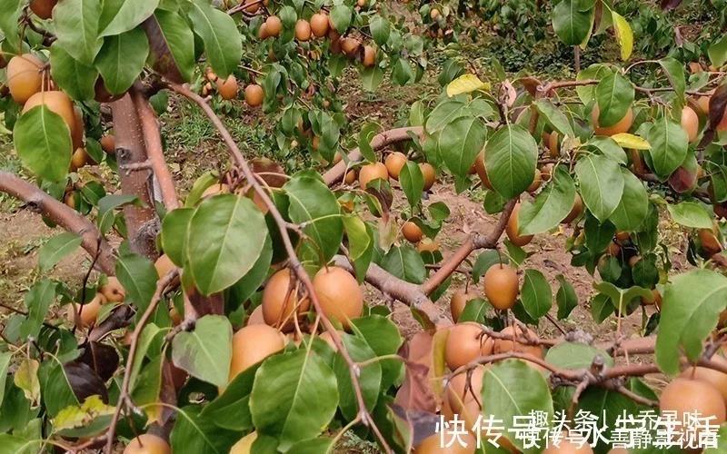 梨子数据集