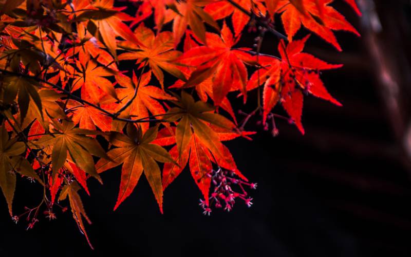 数据集（白蜡树叶）