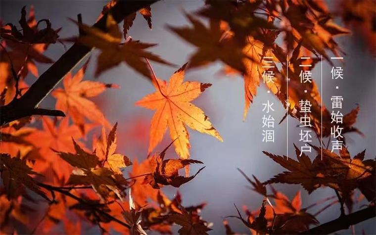 城市照片6000张，梧桐叶200张数据集