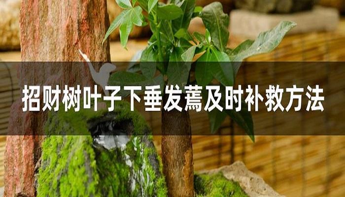 树叶数据集