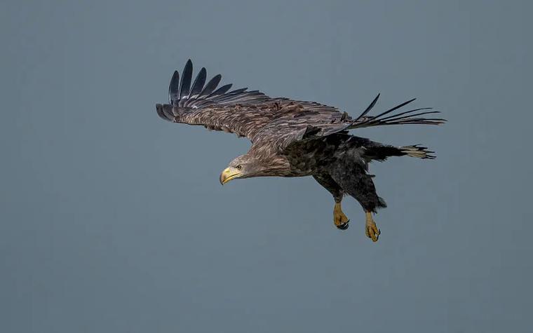 birds数据集