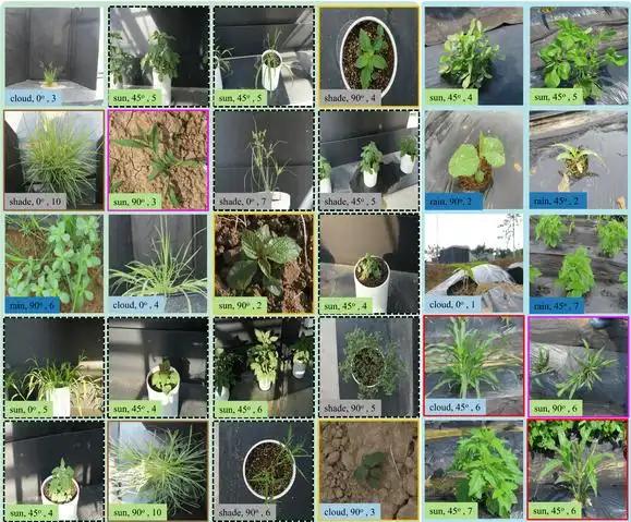 CSU植物识别数据集