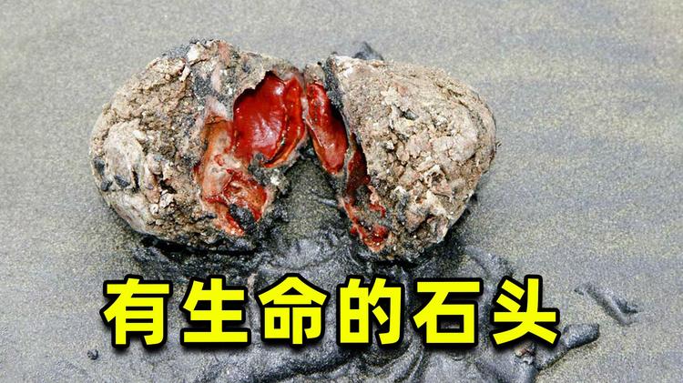 石之海数据集