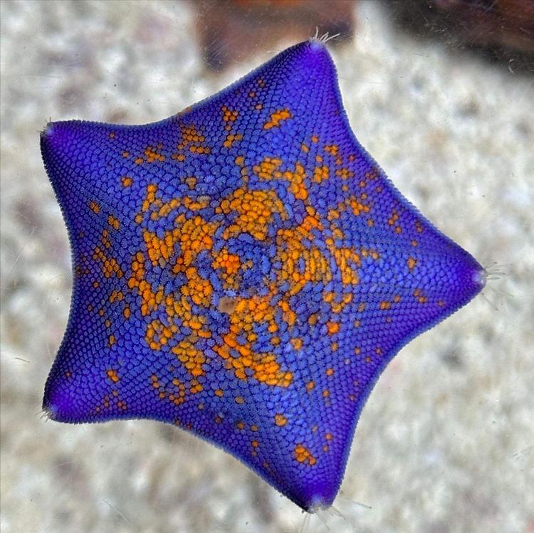  目标检测之海星识别数据集