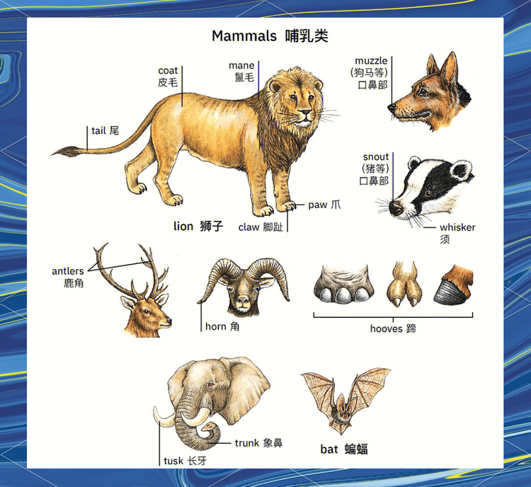 ImageNet2017-MINI数据集