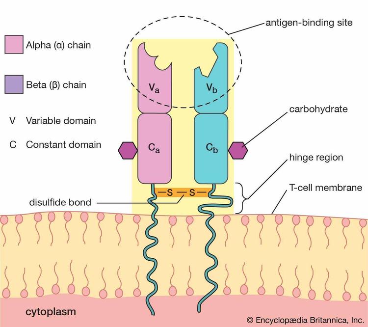 Antigen Detector项目代码数据集