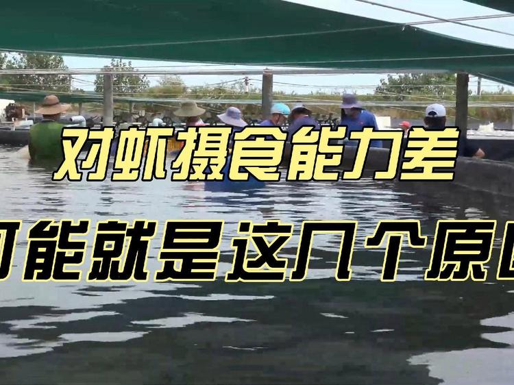 摄食数据集