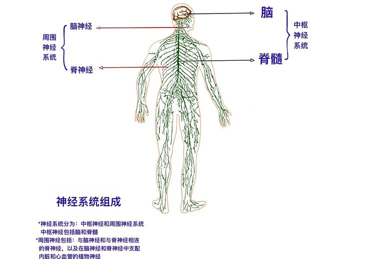 神经影像分析与疾病预测挑战赛初赛数据集