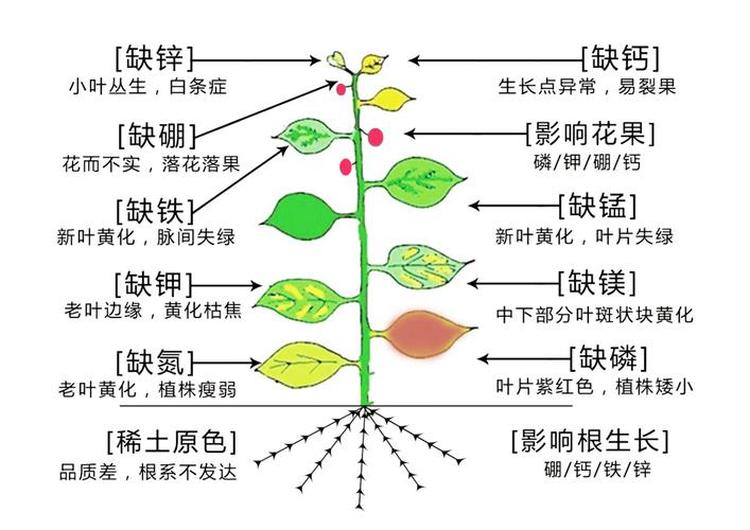 大麦遥感监测数据集