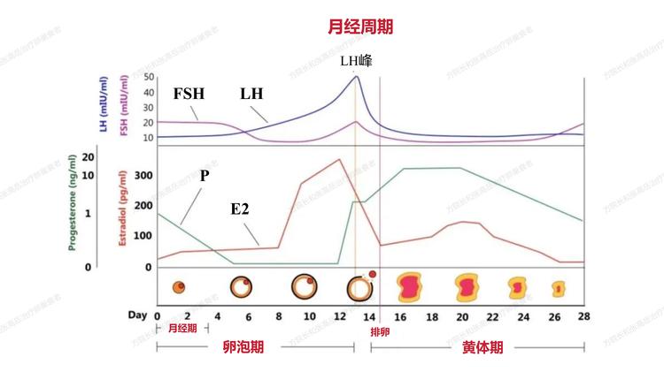 FactSeg周期性模型数据集