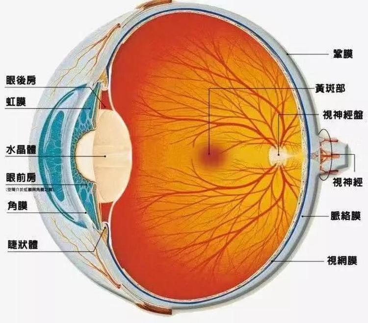 Glaucoma oct dataset数据集