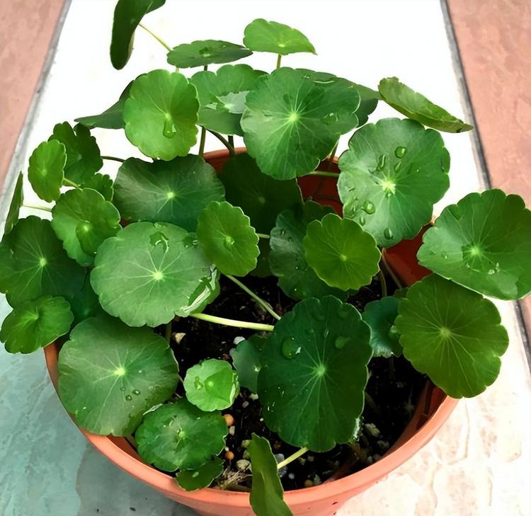 PlantVillage数据集
