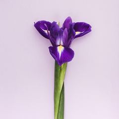 Iris数据集（JSON版本）