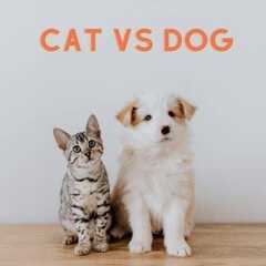 猫和狗分类数据集