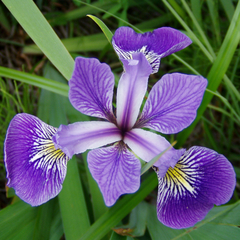 Iris_分类数据集
