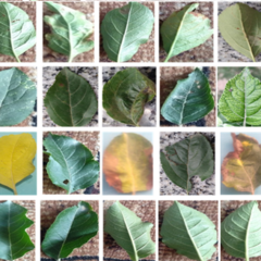 克什米尔苹果植物病害数据集