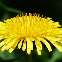 花卉数据集（蒲公英和雏菊）