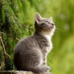 猫与非猫数据集