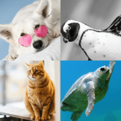 猫、狗、乌龟和企鹅数据集