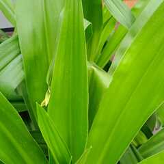 CampusFloraD10数据集