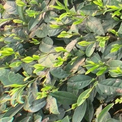 茶芽鎷㈢瘬YOLO鎷㈡紡数据集