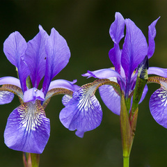 Iris数据集