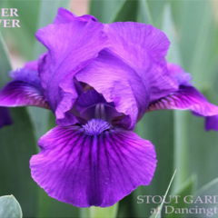 iris_data数据集