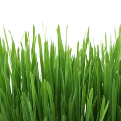 PlantStat数据集