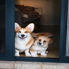 YOLOv8的犬种数据集