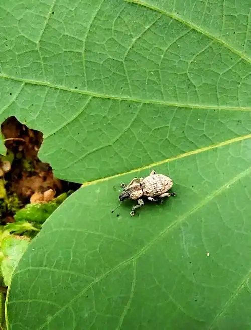 AI识虫数据集