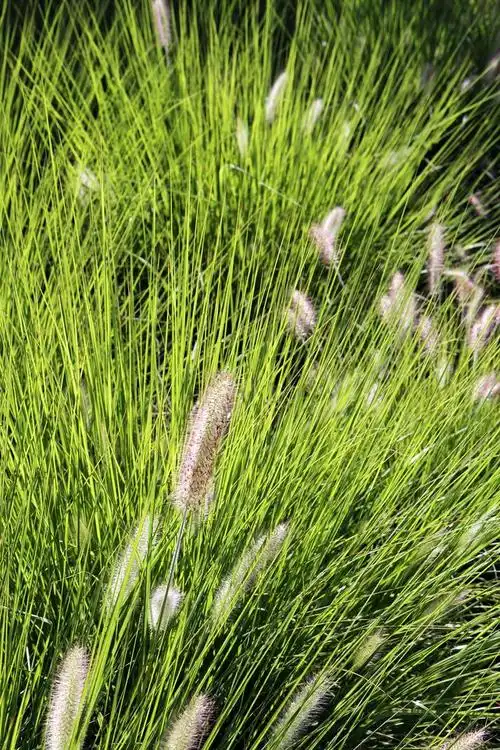 可食用植物数据集