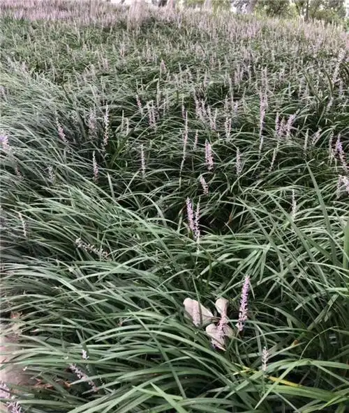 flavia植物叶片数据集