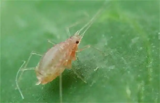 虫数据集