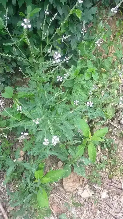 植物疾病识别数据集