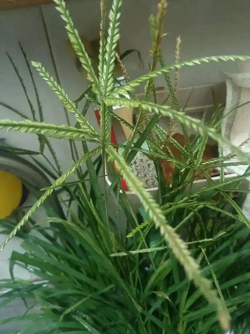 植物病毒数据集
