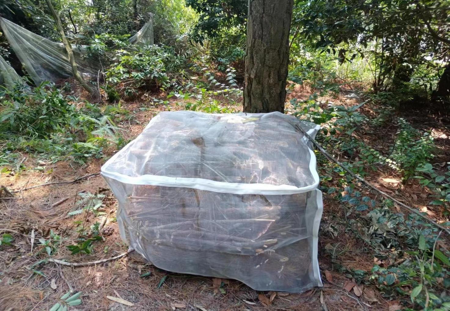中国软件杯A4——林业有害生物智能识别数据集