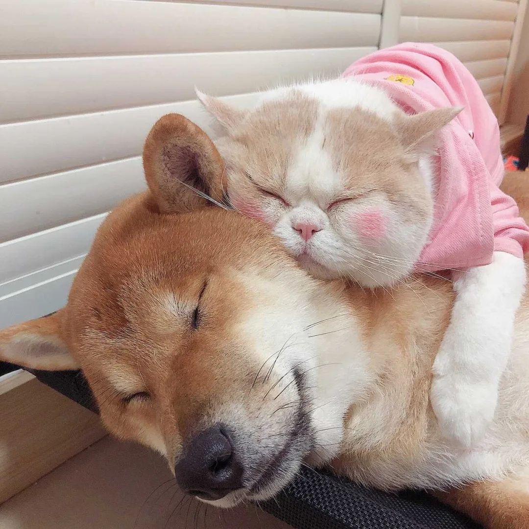 猫狗分类数据集3