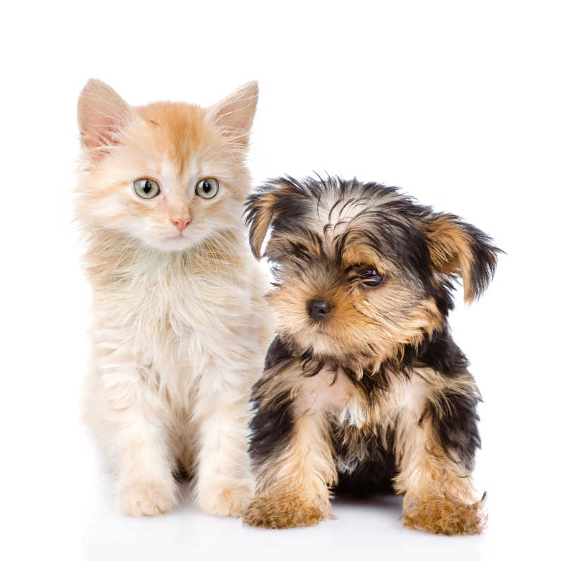  猫狗分类数据集