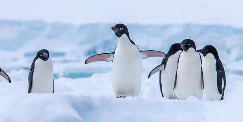 Palmer Penguins 数据集分析