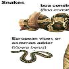 零食品种分类